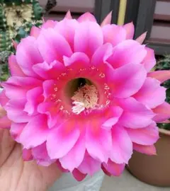 花サボテン 広瀬の草太郎 カキ仔未発根 - メルカリ