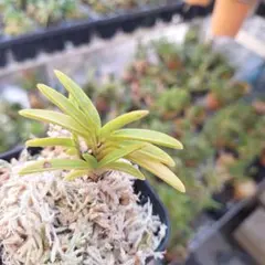 ヌ*フ様 富貴蘭 翠華殿虎株立ちのサムネイル