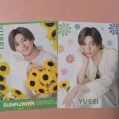 FANTASTICS 八木勇征 SAN FLOWER トレカセット シクレ - メルカリ