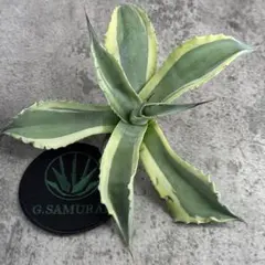 2025年最新】アガベ オバティフォリアの人気アイテム - メルカリ