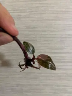 マカロニ様 リクエスト 2点 まとめ商品