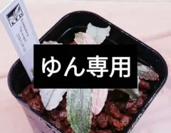 ブセファランドラ（斑入り株）Bucephalandra Pipto - メルカリ