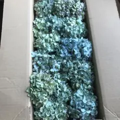 紫陽花ドライフラワー F22 120サイズ 北海道産 - メルカリ