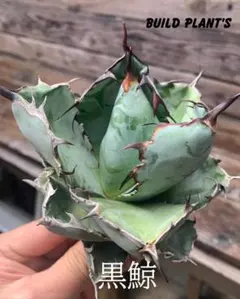 ☆A-8 アガベ チタノタ 黒鯨 鉢ごと メルカリ便発送 ☆A-8 アガベ チタノタ 黒鯨 鉢ごと メルカリ便発送