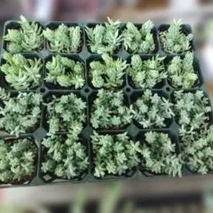 y*a様 人気植物‼️ 白頭竜大戟（白大戟 Euphorbia pentops） - メルカリ