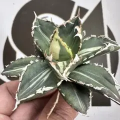 2025年最新】上澳園芸の人気アイテム - メルカリ