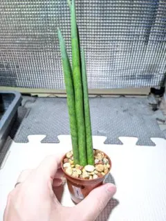 2026年最新】サンセベリアの人気アイテム - メルカリ