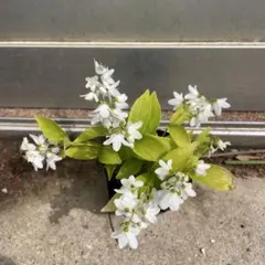 マリ様 リクエスト 2点 まとめ商品