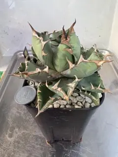 アガベ 農大ナンバーワン 親株 仔株付き アガベ チタノタ 農大ナンバーワン 子株3株付き コレクション株