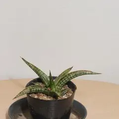 ブルークローン　サンスベリア　美株　抜き苗 ブルークローン サンスベリア 美株 抜き苗