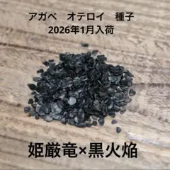 【超レア】アガベ　オテロイ　種子　姫厳竜×黒火焔 10粒のサムネイル