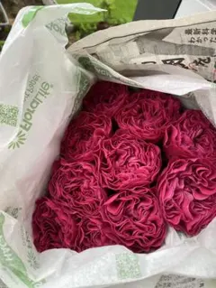 バラ苗　海外品種　入手困難品種　P!nk N’ Pr€ttのサムネイル