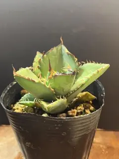 2026年最新】アガベローズの人気アイテム - メルカリ