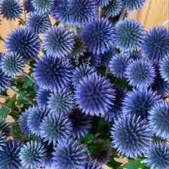 花の種 ルリタマアザミ 12粒 宿根草のサムネイル
