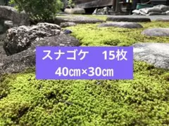 40㎝✖︎30㎝ 円　送料込み　天然 スナゴケ　砂苔　15枚 スナゴケ メルカリ - 40㎝✖︎30㎝ 天然 送料込み 砂苔 苔玉・苔