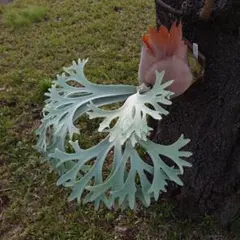 ビカクシダ E-1 子株 70 - メルカリ