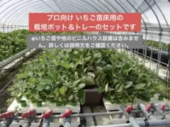 （M様専用）いちご苗床用 栽培ポット＆トレー【農業：プロ向け】