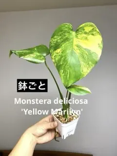 美斑入✨】モンステラ デリシオーサ バルバソー 斑入り 希少 レア 人気
