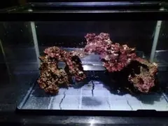2026年最新】ライブロック 海水魚の人気アイテム - メルカリ