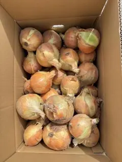 香川県産 玉ねぎ（玉葱　ターザン） 20㎏のサムネイル