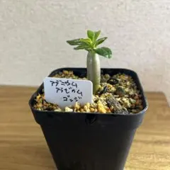 おしお様 リクエスト 2点 まとめ商品