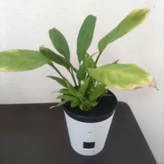 2026年最新】スパティフィラムの人気アイテム - メルカリ