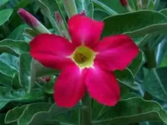 2025年最新】アデニウム ソマレンセの人気アイテム - メルカリ