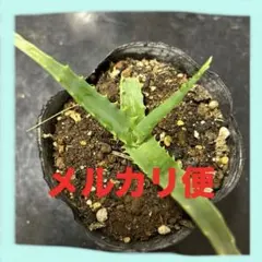 2026年最新】キダチアロエ 苗の人気アイテム - メルカリ