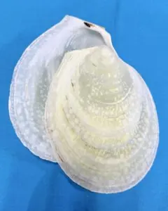 貝殻 オオハネガイ 約14cm 二枚貝 貝 標本