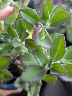 多肉植物　ペンテリー抜き苗のサムネイル