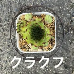 センペルビウム　クラクフ　抜き苗　 ポットの中全てのサムネイル