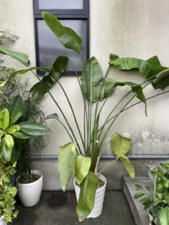 高さ約130㎝寒さにも強い4株入りストレリチア（極楽鳥花10号鉢