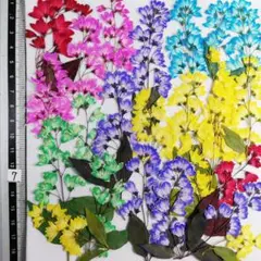 ヒメウツギ　染めNO7　押し花 押し花素材 @¥850