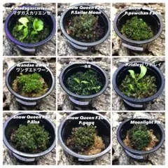 2025年最新】elsa ビカクシダの人気アイテム - メルカリ