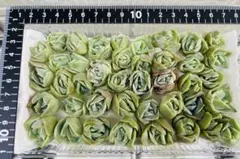 ラブリーローズ　多肉植物　エケベリア　韓国苗　カット苗　いっぱいセット　現品