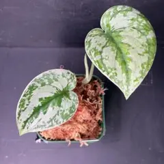 2026年最新】スキンダプサスの人気アイテム - メルカリ