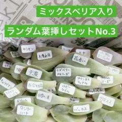 多肉植物 ランダム葉挿しセットNo.2 - メルカリ