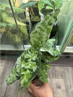 破格！アグラオネマアンダマン　中株　18900円 Aglaonema pictum 