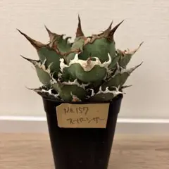 2026年最新】アガベ シーザー 子株の人気アイテム - メルカリ