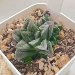 할키아비미 하이브리드, 직경 5cm, 클러스터 스톡, 투명 창, 뿌리