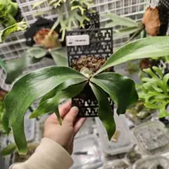 2026年最新】マウントルイスの人気アイテム - メルカリ