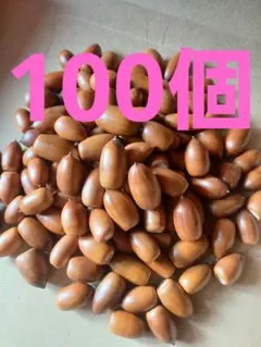 どんぐり　マテバシイ　100個