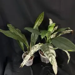 Platycerium madagascariense マダガスカリエンセ 子株 - メルカリ