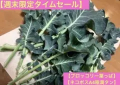 【数量限定タイムセール】採りたて❗️ブロッコリー葉‼️ネコポスA4箱満タン〜♪