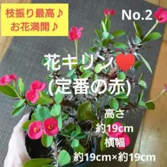 No.1【沖縄から♪】花キリン(大タイプ)♥️開花中♪ - メルカリ