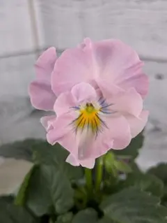 みーちゃん様 リクエスト 2点 まとめ商品