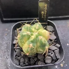 キ*イ様 サボテン　ギムノカリキウム　海王丸のサムネイル