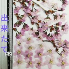 河津桜ドライフラワー 30仕切り（ケースごとネコポス発送） - メルカリ