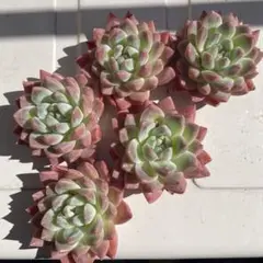 多肉植物♡ビンサン