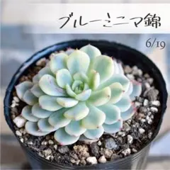 2026年最新】多肉植物錦の人気アイテム - メルカリ